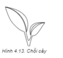 Vẽ hình chồi cây (Hình 4.13) và lưu tệp với tên Choi_cay.svg