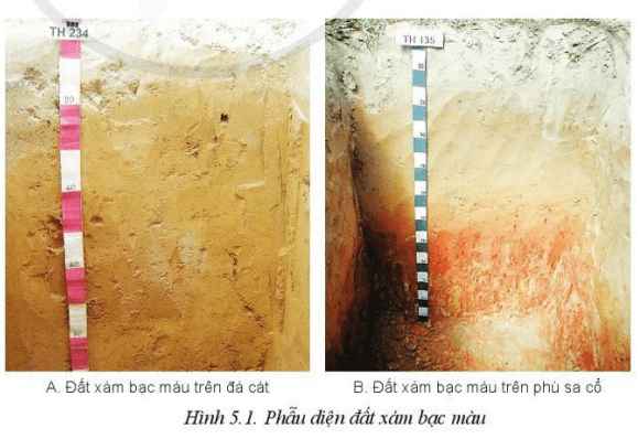 Quan sát Hình 5.1 và cho biết đặc điểm của đất xám bạc màu trên đá cát