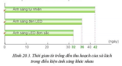 Quan sát Hình 20.3 và cho biết trồng xà lách sử dụng ánh sáng LED đơn sắc