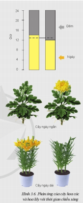 Dựa vào các Hình 3.4 đến 3.6, em hãy phân tích mối quan hệ giữa ánh sáng với cây trồng.