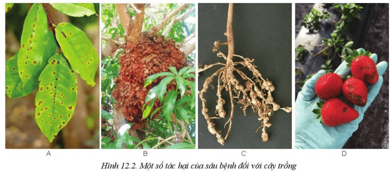Bài 12: Tác hại của sâu, bệnh đối với cây trồng