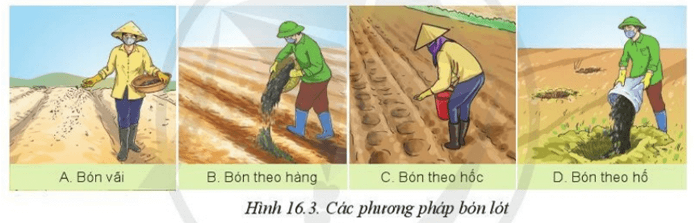 Lý thuyết Công nghệ 10 Cánh diều Bài 16: Quy trình trồng trọt | Công nghệ trồng trọt 10