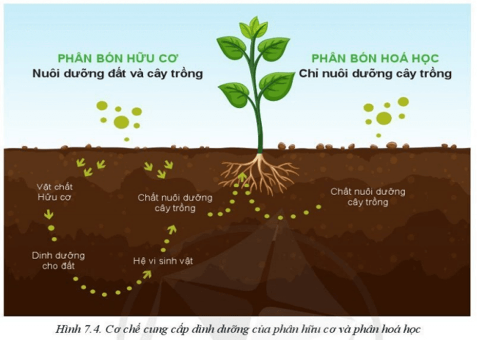 Lý thuyết Công nghệ 10 Cánh diều Bài 7: Một số loại phân bón thường dùng trong trồng trọt | Công nghệ trồng trọt 10