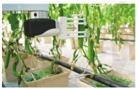 Trắc nghiệm Công nghệ 10 Cánh diều Bài 18 (có đáp án): Ứng dụng công nghệ cao trong thu hoạch, bảo quản và chế biến sản phẩm trồng trọt | Công nghệ trồng trọt 10