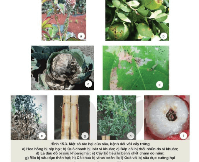 Quan sát Hình 15.3 nêu tác hại của sâu bệnh đối với mỗi loại cây trồng?