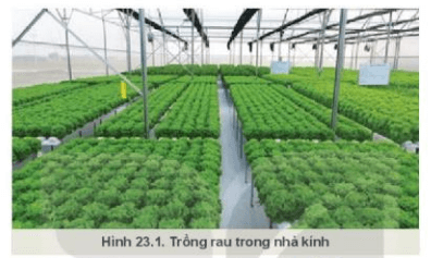 Lý thuyết Công nghệ 10 Kết nối tri thức Bài 23: Giới thiệu về trồng trọt công nghệ cao | Công nghệ trồng trọt 10
