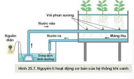 Lý thuyết Công nghệ 10 Kết nối tri thức Bài 25: Công nghệ trồng cây không dùng đất | Công nghệ trồng trọt 10