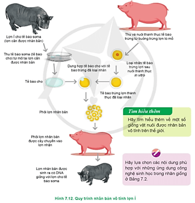  Hãy nêu quy trình để tạo ra những con lợn Ỉ nhân bản có trong Hình 7.12