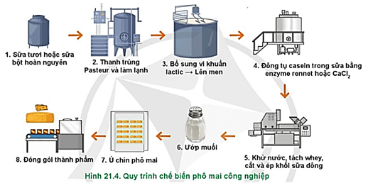  Hãy quan sát Hình 21.4 và mô tả quy trình chế biến phô mai công nghiệp
