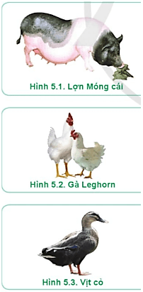 Hãy nêu những đặc điểm cơ bản của các giống vật nuôi có trong Hình 5.1 – 5.3