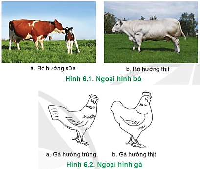  Hãy mô tả ngoại hình của vật nuôi trong Hình 6.1 và 6.2 phù hợp với hướng sản xuất