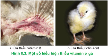  Hãy nêu các biểu hiện bệnh của gà khi thiếu vitamin trong Hình 8.3