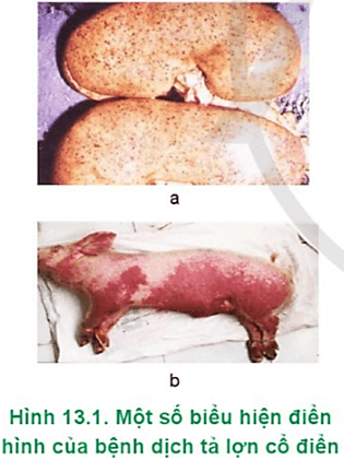  Hãy chọn biểu hiện đặc trưng của bệnh dịch tả lợn cổ điển để đặt tên cho các ảnh trong Hình 13.1