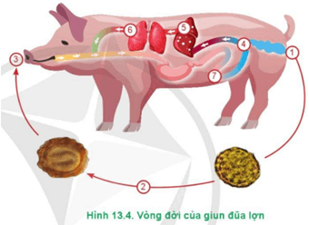  Quan sát Hình 13.4 và mô tả vòng đời của giun đũa lợn