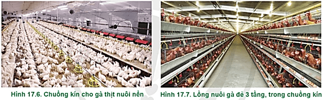  Hãy mô tả và phân biệt kiểu chuồng nuôi gà ở Hình 17.6 và Hình 17.7