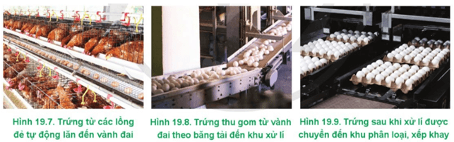  Mô tả hệ thống thu trứng tự động tại các trang trại gà đẻ công nghệ cao trong Hình 19.7 – 19.9