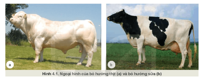 Quan sát Hình 4.1 và chỉ ra những đặc điểm đặc trưng về ngoại hình khi chọn giống bò 