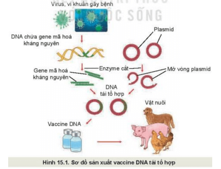 Quan sát sơ đồ Hình 15.1 mô tả các bước trong quy trình sản xuất vaccine DNA tái tổ hợp