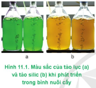 Lý thuyết Công nghệ 12 Cánh diều Bài 11: Một số chỉ tiêu cơ bản của môi trường nuôi thuỷ sản | Lâm nghiệp Thủy sản 12