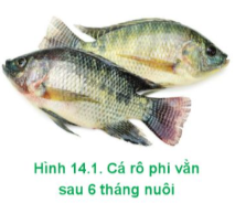 Lý thuyết Công nghệ 12 Cánh diều Bài 14: Vai trò của giống và ứng dụng công nghệ sinh học trong chọn và nhân giống thuỷ sản trong chọn và nhân giống thuỷ sản | Lâm nghiệp Thủy sản 12