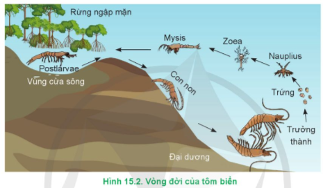 Lý thuyết Công nghệ 12 Cánh diều Bài 15: Đặc điểm sinh sản và kĩ thuật ương cá, tôm giống