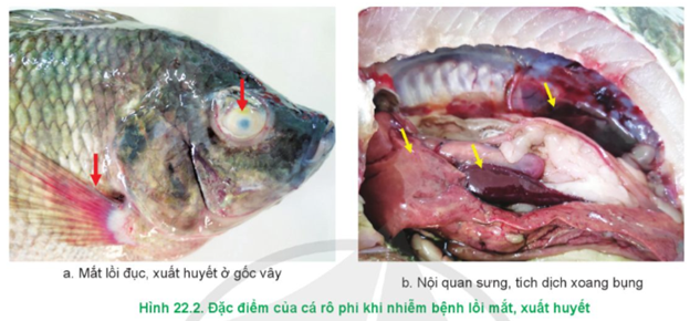 Lý thuyết Công nghệ 12 Cánh diều Bài 22: Phòng, trị một số bệnh thuỷ sản phổ biến | Lâm nghiệp Thủy sản 12