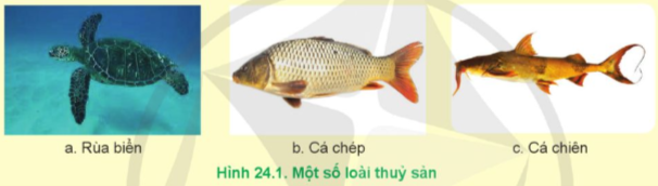 Lý thuyết Công nghệ 12 Cánh diều Bài 24: Bảo vệ nguồn lợi thuỷ sản | Lâm nghiệp Thủy sản 12