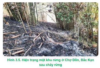 Lý thuyết Công nghệ 12 Cánh diều Bài 3: Nguyên nhân suy thoái tài nguyên rừng | Lâm nghiệp Thủy sản 12