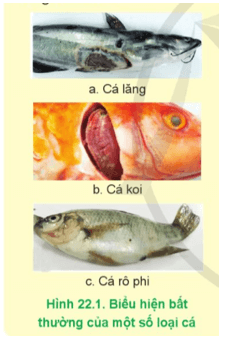 Hãy nêu những biểu hiện bất thường của một số loài cá có trong Hình 22.1