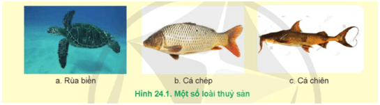 Loài thủy sản nào thuộc nhóm loài nguy cấp quý hiếm có trong hình 24.1