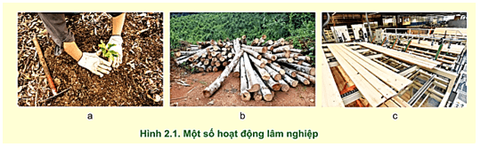 Kể tên của các hoạt động lâm nghiệp có trong Hình 2.1 trang 9 Công nghệ 12