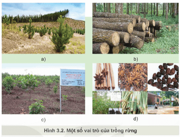 Quan sát Hình 3.2 và nêu các vai trò của trồng rừng?