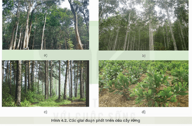 Nêu các giai đoạn phát triển của cây rừng tương ứng với Hình 4.2a, b, c, d