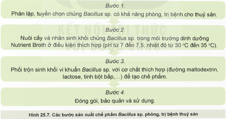 Quan sát Hình 25.7, mô tả các bước sản xuất chế phẩm Bacilus sp