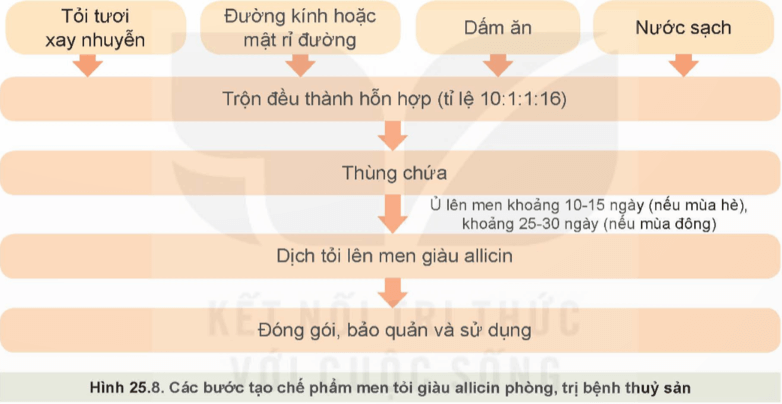 Quan sát Hình 25.8, trình bày các bước tạo chế phẩm men tỏi giàu allicin