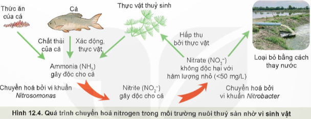 Lý thuyết Công nghệ 12 Kết nối tri thức Bài 12: Biện pháp xử lí môi trường nuôi thuỷ sản | Lâm nghiệp Thủy sản 12