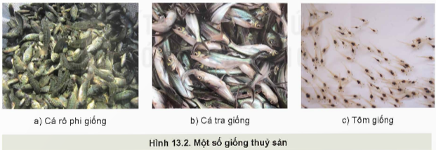 Lý thuyết Công nghệ 12 Kết nối tri thức Bài 13: Vai trò của giống thuỷ sản | Lâm nghiệp Thủy sản 12