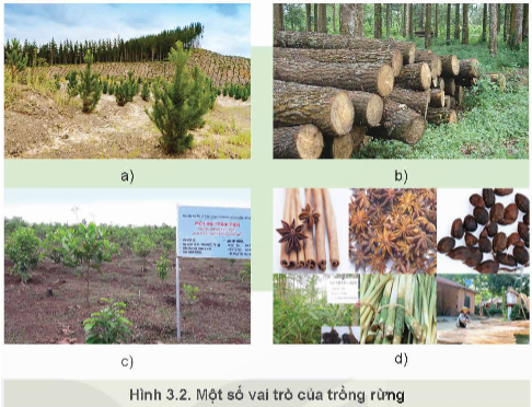 Lý thuyết Công nghệ 12 Kết nối tri thức Bài 3: Vai trò, nhiệm vụ của trồng và chăm sóc rừng | Lâm nghiệp Thủy sản 12