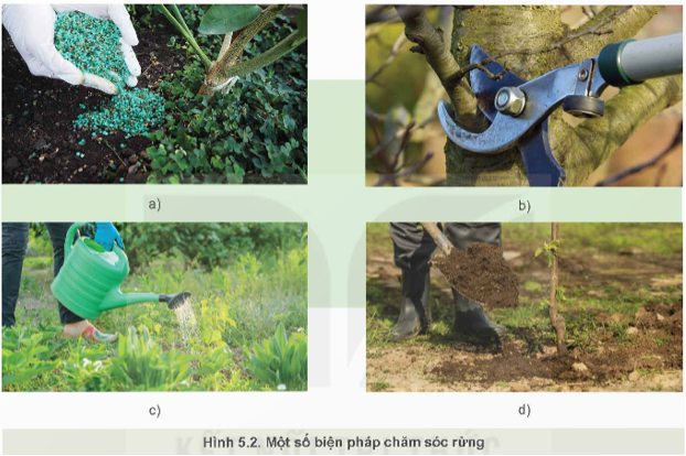 Lý thuyết Công nghệ 12 Kết nối tri thức Bài 5: Kĩ thuật trồng và chăm sóc rừng | Lâm nghiệp Thủy sản 12