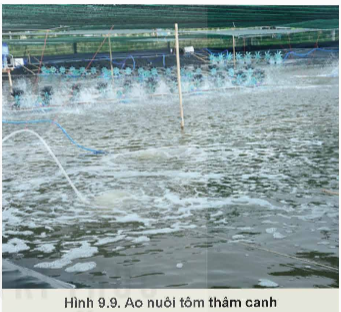 Lý thuyết Công nghệ 12 Kết nối tri thức Bài 9: Các nhóm thuỷ sản và một số phương thức nuôi phổ biến | Lâm nghiệp Thủy sản 12