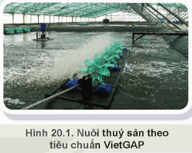 Nuôi thủy sản theo tiêu chuẩn VietGAP (Hình 20.1) mang lại lợi ích gì?