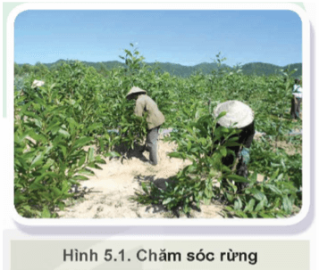 Trồng rừng thường được thực hiện vào những thời gian nào trong năm? Trồng rừng như thế nào là đúng kĩ thuật?