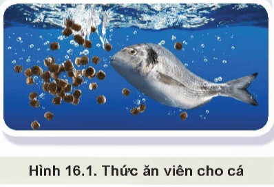 Thức ăn thủy sản được chia làm mấy nhóm? Thức ăn trong Hình 16.1 thuộc nhóm nào?