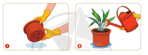 Công nghệ lớp 4 Cánh diều Bài 4: Chậu và giá thể trồng hoa, cây cảnh