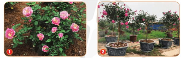 Công nghệ lớp 4 Cánh diều Bài 4: Chậu và giá thể trồng hoa, cây cảnh