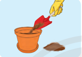 Công nghệ lớp 4 Chân trời sáng tạo Bài 3: Gieo hạt và trồng hoa trong chậu