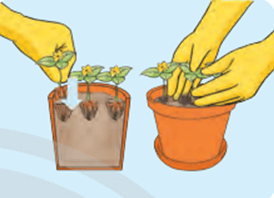Công nghệ lớp 4 Chân trời sáng tạo Bài 3: Gieo hạt và trồng hoa trong chậu