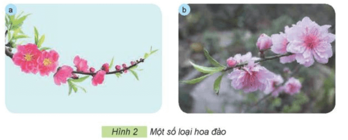 Công nghệ lớp 4 Kết nối tri thức Bài 2: Một số loại hoa, cây cảnh phổ biến