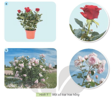 Công nghệ lớp 4 Kết nối tri thức Bài 2: Một số loại hoa, cây cảnh phổ biến