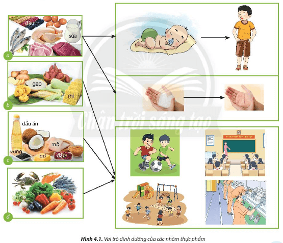 Lý thuyết Công nghệ 6 Bài 4: Thực phẩm và dinh dưỡng